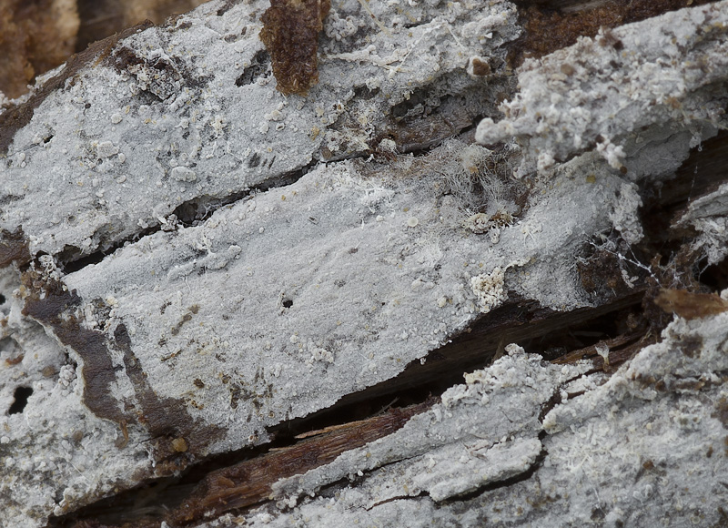 Sistotremella perpusilla